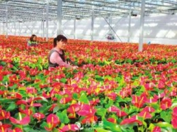 臨汾大寧：花卉經(jīng)濟助力產(chǎn)業(yè)轉(zhuǎn)型