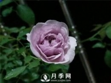 爆款月季“藍(lán)色陰雨”，火遍網(wǎng)絡(luò)