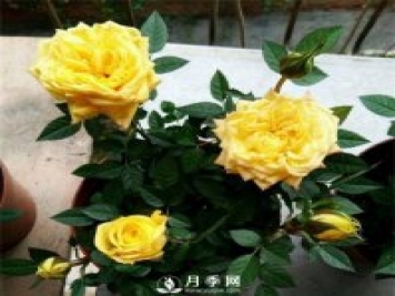 月季謝花后快速復(fù)花的方法
