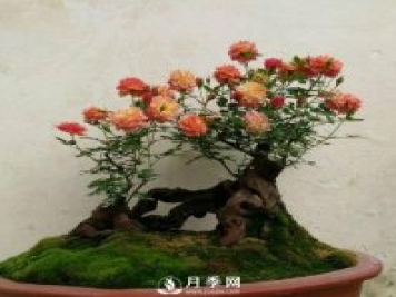 這些古樁盆景既有價(jià)值 又有顏值 你喜歡嗎