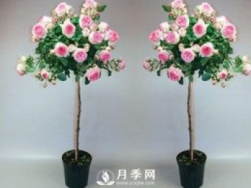 美哭！超級棒的棒棒糖迷你月季樹