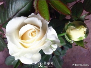 雪山系列月季品種，美麗的手捧花，還是經(jīng)典的花園明星