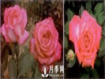 俞紅強(qiáng)團(tuán)隊(duì)自育月季新品種有哪些？