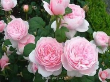 瑞典女王月季一年開幾次花？有哪些優(yōu)缺點？