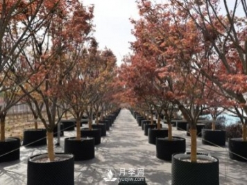 28項行業(yè)標準，198項地方標準，助推北京園林綠化高質量發(fā)展