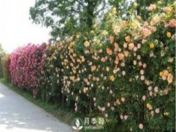 做花墻除了藤本月季花墻，還有這4種花