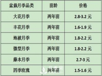 2021年春季盆栽月季市場報價 盆花月季多少錢一棵？