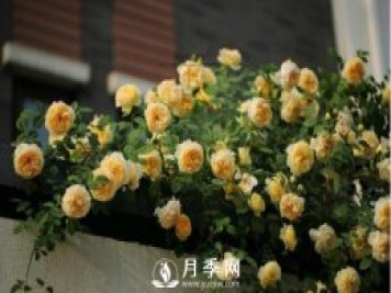 想月季四季開花？陽臺(tái)栽培技術(shù)必看不可