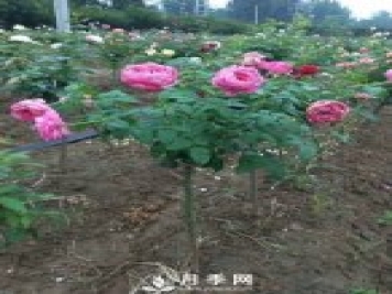 花農(nóng)又出新花樣！歐月嫁接到樹上，歐月棒棒糖