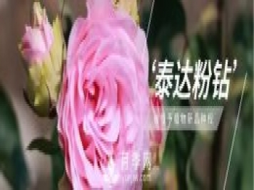天津泰達(dá)集團(tuán)4個(gè)耐鹽堿月季新品種獲國家林草局授權(quán)