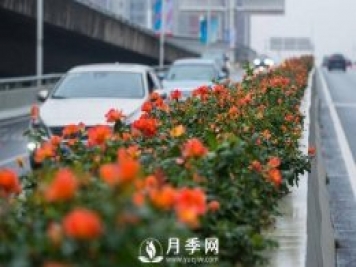 月季花期可調(diào)控，看武漢10月中旬月季花艷麗開(kāi)放