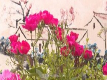 月季花成為海陽(yáng)美麗鄉(xiāng)村的“花草秘籍”