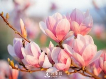 庭院種植玉蘭，解決4個(gè)問題香滿庭院