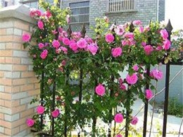 一年四季開花不斷，花墻花柱造型任你塑造