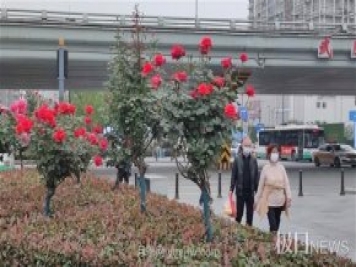 早開(kāi)5天，武漢月季提前步入花海檔期