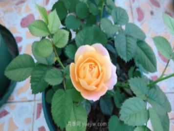 7月月季常爆發(fā)這3種蟲害，對癥下藥無煩惱