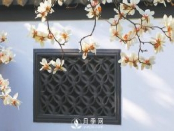 紫玉蘭名為辛夷，其實(shí)是份“心意”！了解玉蘭文化