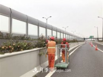 杭州市35萬株高架月季花進入冬季修剪期