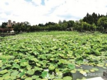 荷花種質(zhì)資源庫：關(guān)注熱帶型荷花 帶動(dòng)云南荷花產(chǎn)業(yè)