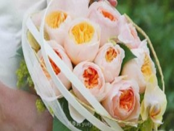 真宙月季和朱麗葉月季進行對比，優(yōu)缺點一目了然