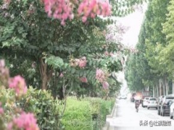 南陽(yáng)社旗：紫薇花開(kāi)香滿城