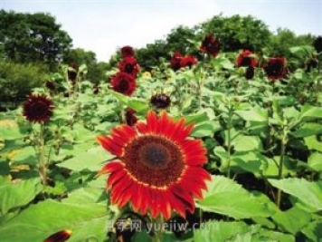 2021年鄭州植物園向日葵花展，6萬余株葵花向陽而開