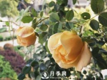 黃金慶典，艾莎，陽臺黨必入月季品種，大美花型和香味