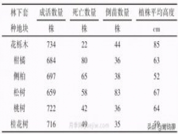 不同樹(shù)種林下套種黃精種植技術(shù)初探