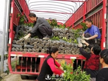 苗木運(yùn)輸這樣搞，才能省錢(qián)