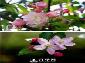 海棠花，與牡丹、蘭花、梅花并稱為“中國春花四絕”