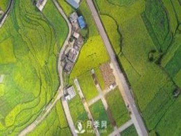 云南曲靖：羅平八十萬(wàn)畝油菜花開春滿園