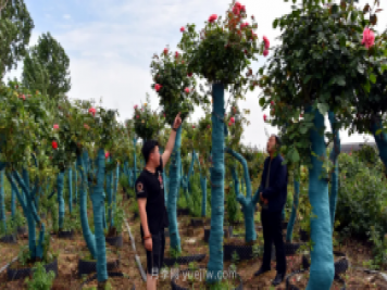 古樁月季繁花似錦，美麗經(jīng)濟(jì)花開鎮(zhèn)平
