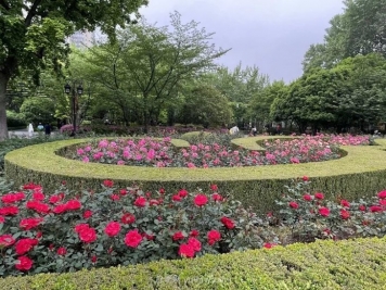 上海復(fù)興公園月季園，月季花開獻(xiàn)給市民的視覺盛宴