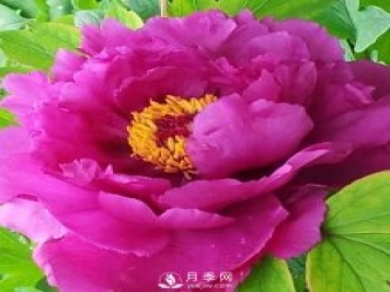 牡丹花中之王，推薦8個品種絕對驚艷到你