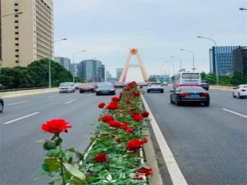 “高顏值”大花月季上街！四川成都立交橋月季花帶來了！