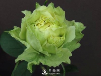 月季的嫁接方法你知道嗎？