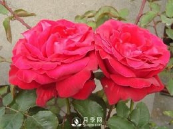 藤本月季如何多開花？裸根灌木月季如何種植？