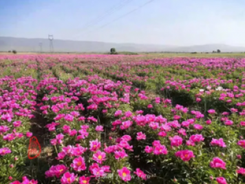 朔州朔城區(qū)：千畝芍藥競(jìng)相開 繁花似錦邀你來