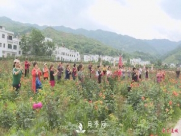 湖北通城：月季賞花經(jīng)濟打造美麗鄉(xiāng)村新面貌