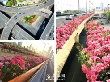 月季園林大觀，月季扮靚各大城市！