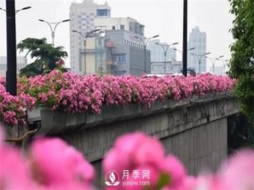 100余萬株月季引進，2020年太原市將變身玫瑰之都