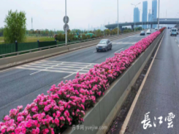 南陽月季美化武漢花城，百條道路月季開到爆街