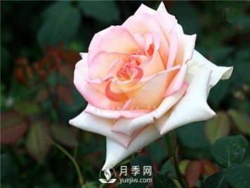 原來香水月季長(zhǎng)這樣啊！