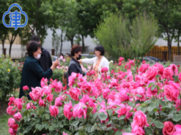 稀有月季品種競相綻放 天津經(jīng)開區(qū)成月季花城