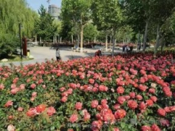 石家莊東環(huán)公園的月季正值盛花期，快來(lái)打卡
