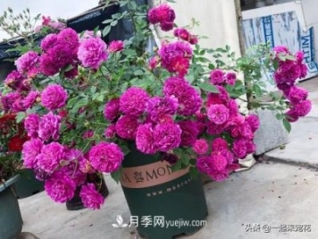 新年養(yǎng)盆香水月季，花朵香飄滿屋，陽(yáng)臺(tái)盆栽佳品