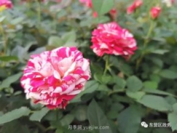山東東營(yíng)：月季盛開，這里的春天，太美了