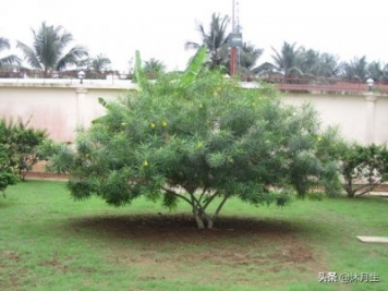園林綠化是國家戰(zhàn)略，利潤很高，了解行業(yè)標準財富滾滾來