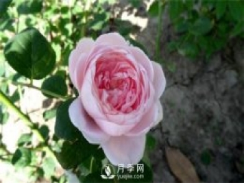 月季網(wǎng)告訴你環(huán)剝法扦插歐月如何操作？
