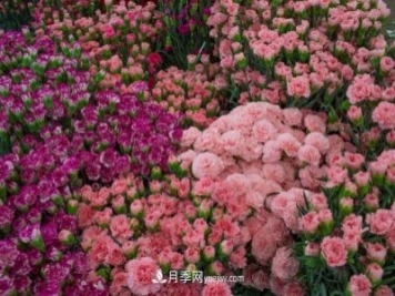 中國(guó)6大花市，全國(guó)花卉批發(fā)市場(chǎng)介紹